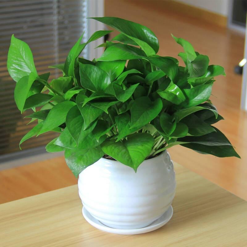 一年四季常绿比绿萝还好养,绿萝四季常绿是什么意思