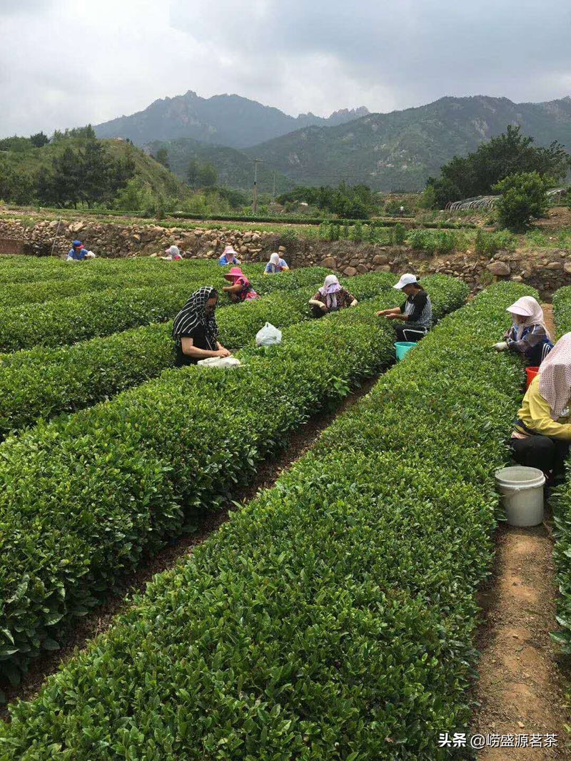 优质崂山绿茶特点,最好的崂山绿茶推荐品种