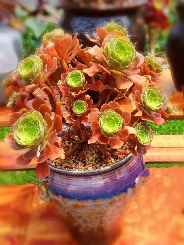 多肉法师韶羞现在能摘心吗,多肉法师欧紫跟韶羞的对比图