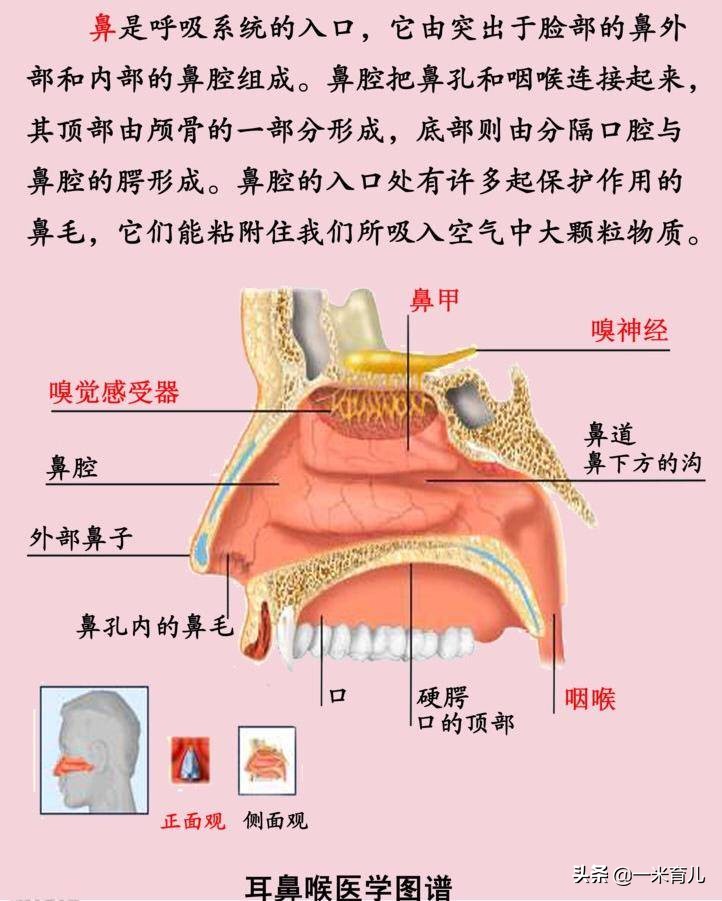5岁鼻异物,18岁仍作妖!儿童发生鼻腔异物,先来做好这4步