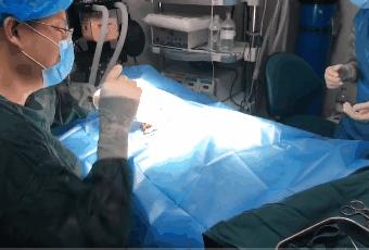 比格犬受害者拆家,比格犬丢失新主人要善待它