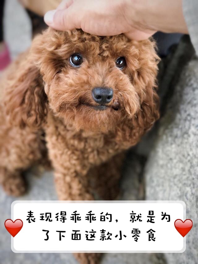泰迪犬有这6个行为,泰迪犬的六种坏毛病