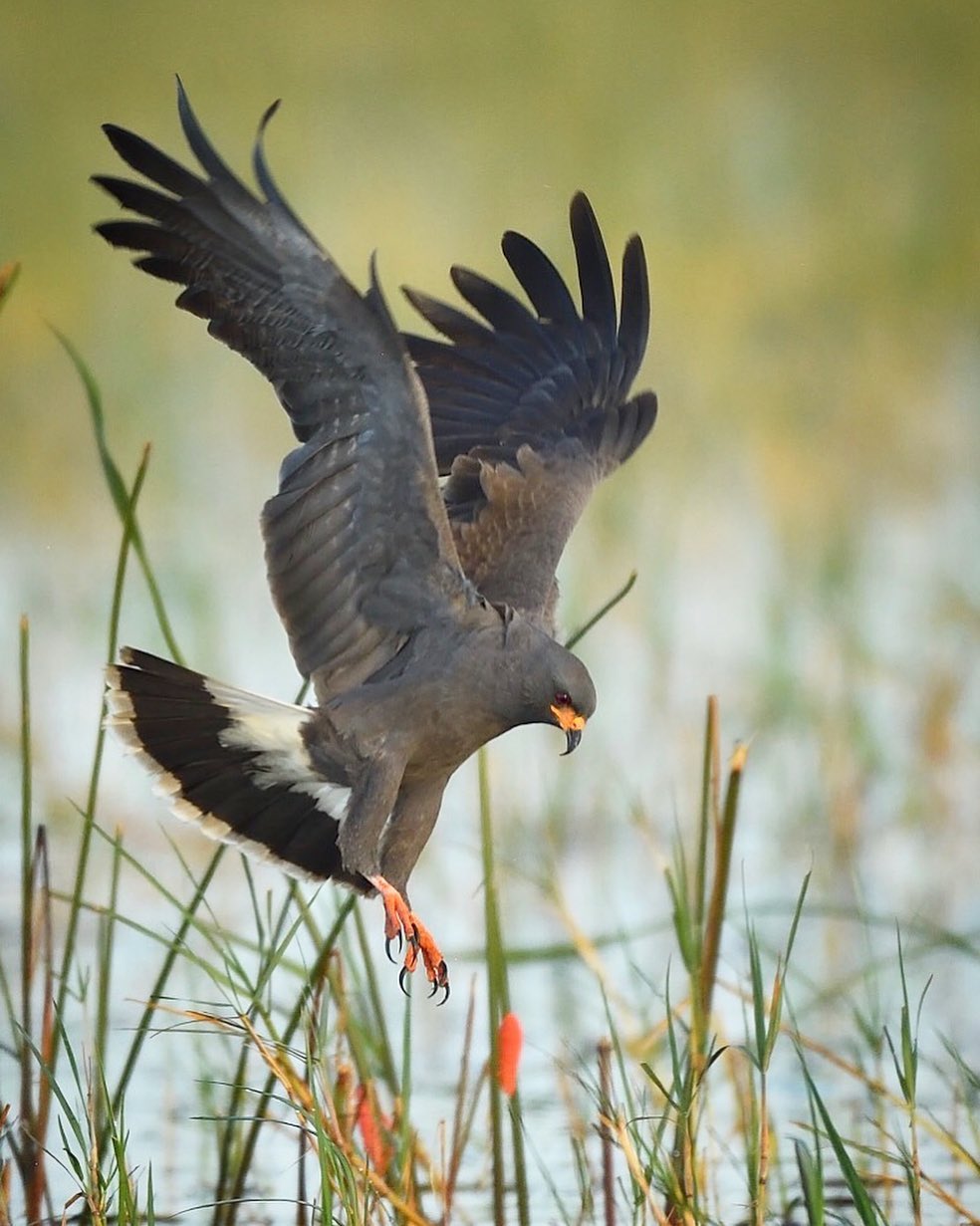 濒临灭绝的蜗牛风筝Snailkite，你知道这种鸟吗？