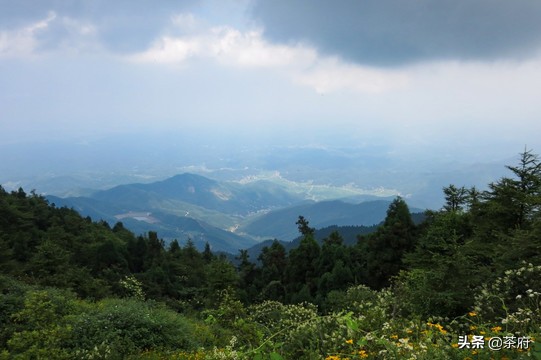 正宗南岳云雾茶,南岳区高山云雾茶制作