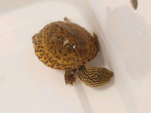 虎纹蛋龟最佳饲养环境,虎纹蛋龟怎么养才能养活