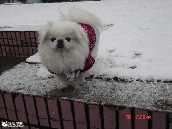 这几种高颜值狗狗你认识哪些,盘点最靠谱的狗狗看看你知道几种