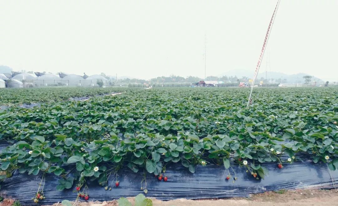 福永地方,这里是深圳宝安