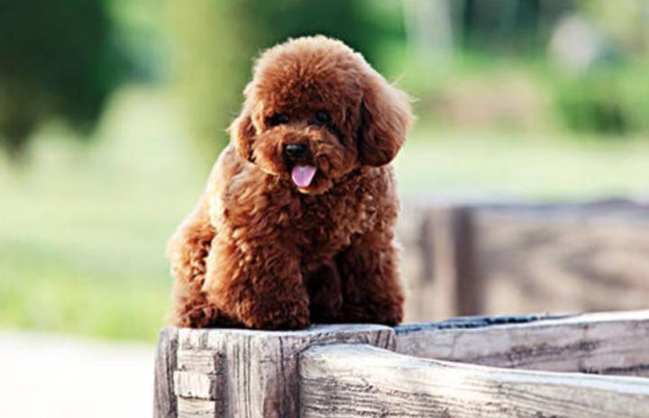 三个月泰迪大便很粗,泰迪狗狗大便先干后稀是怎么回事