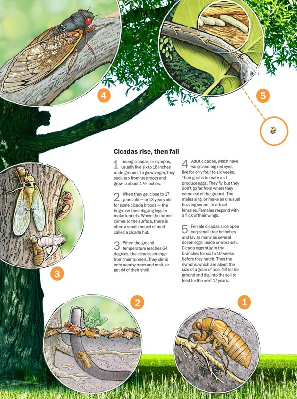 滴落在头上的不一定是雨，还有可能是尿？无毒无害，但不可食用