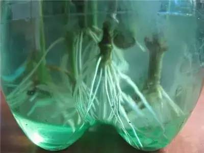 栀子花水插方法介绍,栀子花水插一个月不长根