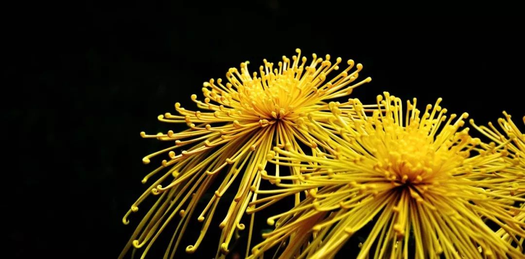 菊花写生儿童画好看又简单,秋菊怎么画漂亮又简单幼儿园