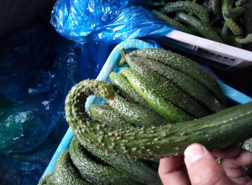 自家种的黄瓜总是长不直该怎么办,第一次种的黄瓜需要怎么处理