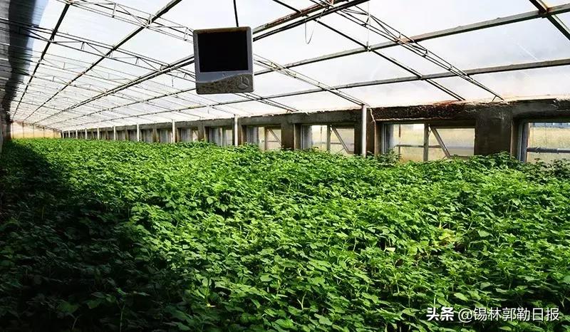 锡盟土豆,锡盟土豆一斤多少钱