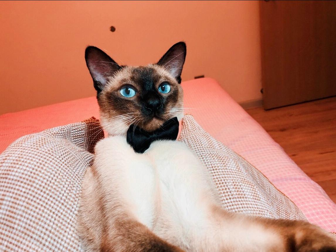 暹罗猫到底好不好看,暹罗猫好不好撸