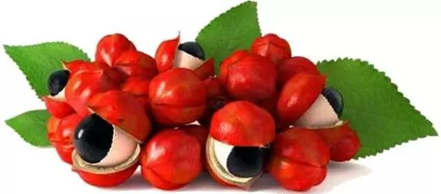 今日食普628期：咖啡因，天天打交道的精神药物