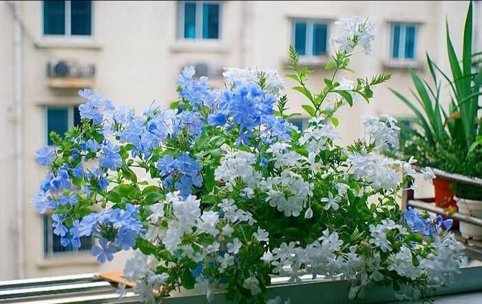 这“38种花”，当你开始收集品种时，你已入坑颇深