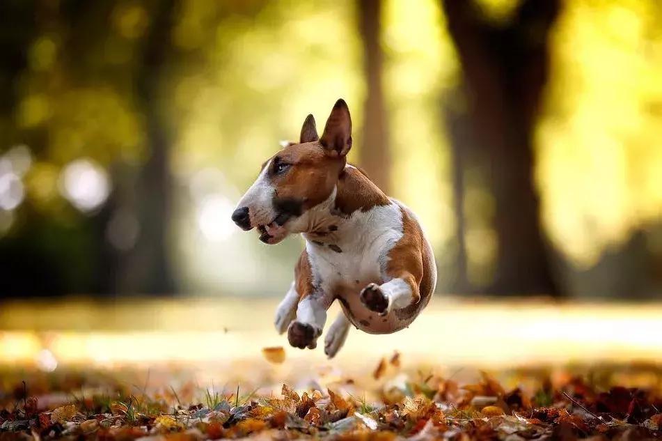 牛头梗怎么养才强壮,成年的牛头梗适合新手养吗