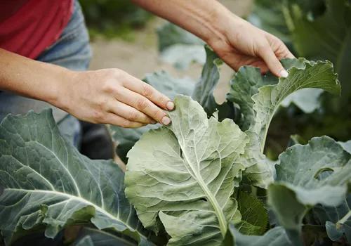 近视需要补充维生素a吗,不是近视眼但是看不清楚字