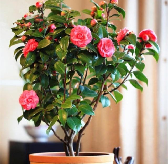 人养花花养人养花养出好心情,适合家养的盆栽花卉大全