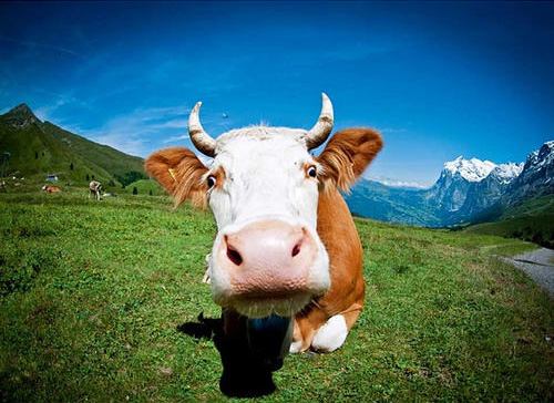 如何运用广角镜头拍摄,广角镜头的特点作用