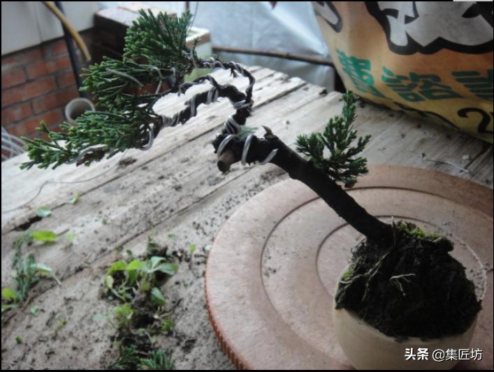 盆景树桩舍利怎么制作,盆景老桩镂空舍利的制作