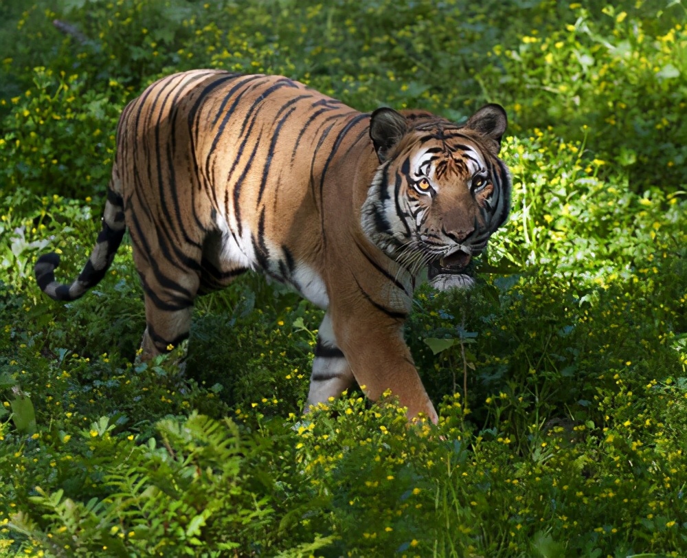 当年的华南虎照片事件,福建60年代华南虎