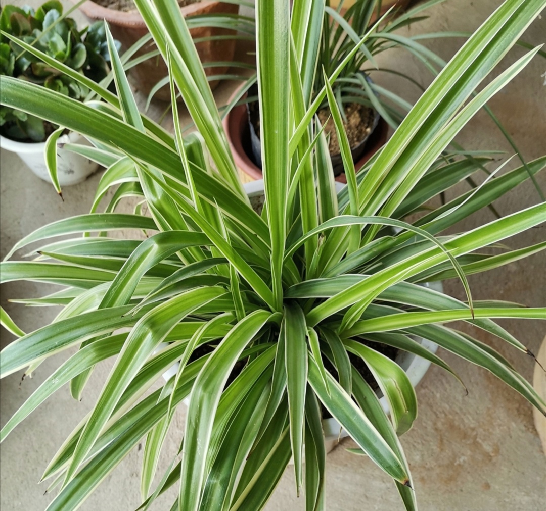 长期不在家家里花草怎么浇水,出门半年家里的花草怎么浇水