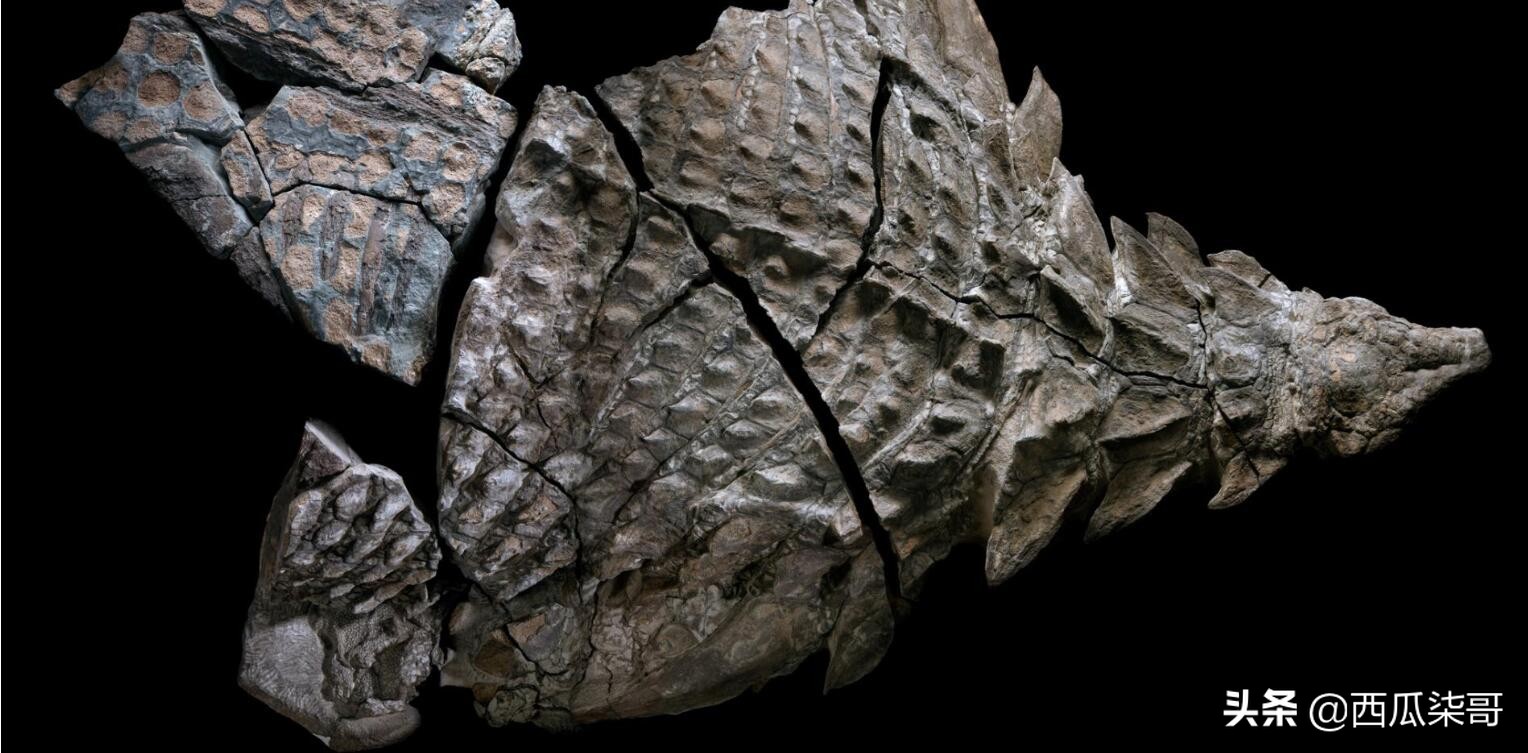 带您探索恐龙世界,探秘中国恐龙见证远古传奇