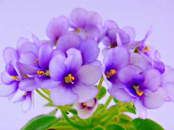 紫罗兰花卉大全,紫罗兰花卉盆栽图片