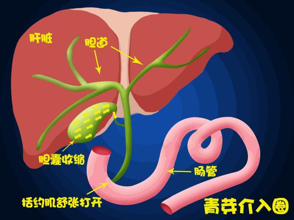 胆道阻塞眼睛发黄图片,胆管堵塞全身发黄中医治疗