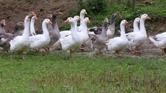 养殖鹅一只鹅的利润是多少,怎样区分养殖鹅与散养鹅