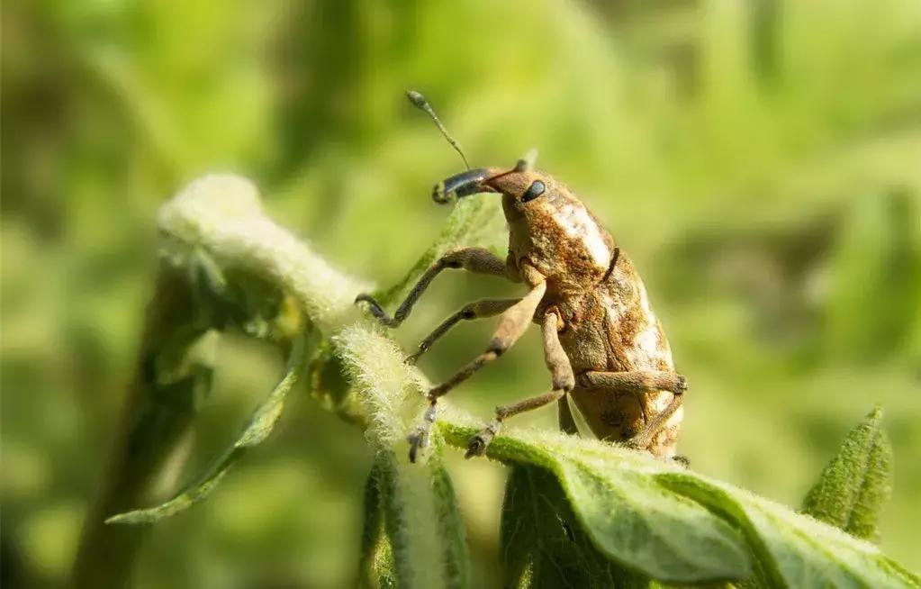 【酸甜科技史】大自然中的老师——仿生学的前世今生