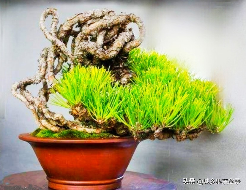 小黑松盆景的造型,黑松盆景各种造型名称及图片