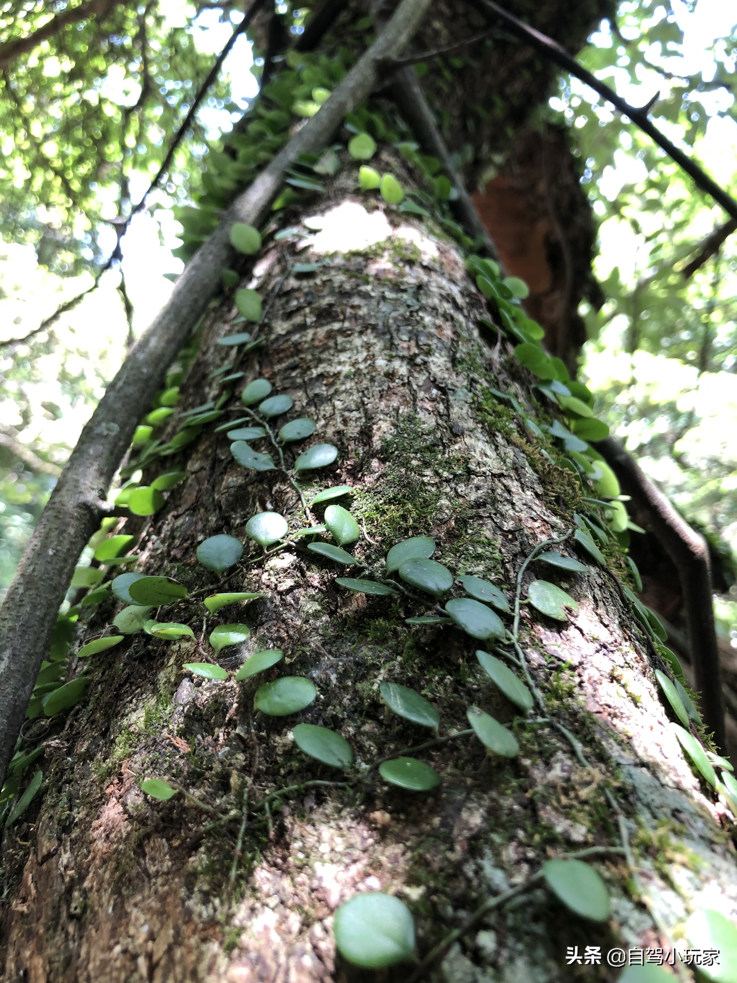 冰泉谷免费景点推荐,冰泉谷有什么好玩的地方