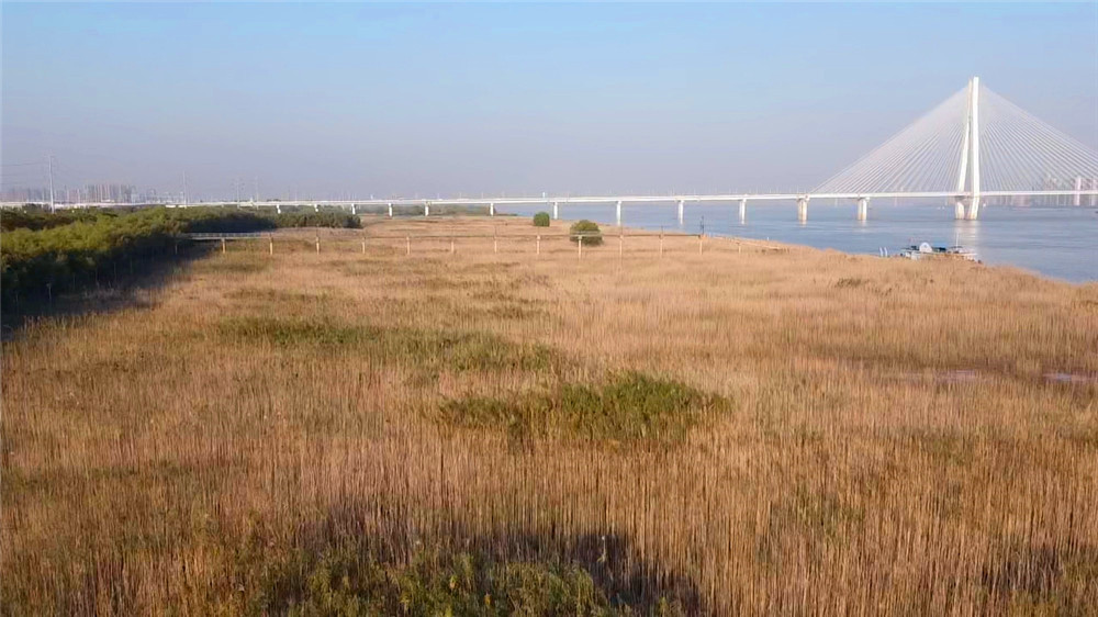 汉口江滩四期向游客开放,武汉打卡江滩公园