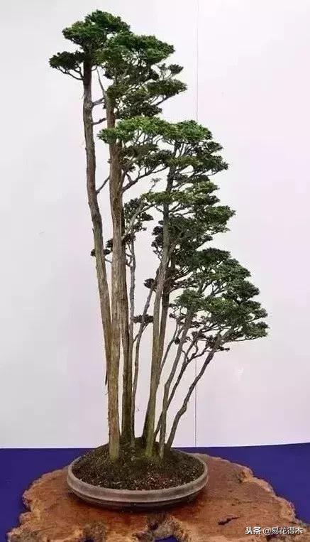 丛林式精品盆景欣赏,丛林盆景浅盆