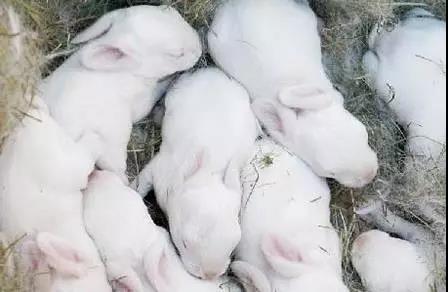 哺乳期的母兔饲喂方法,母兔喂奶的正确方式