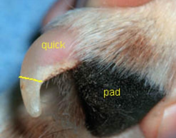 狗狗指甲不齐,狗狗的指甲会有疾病吗