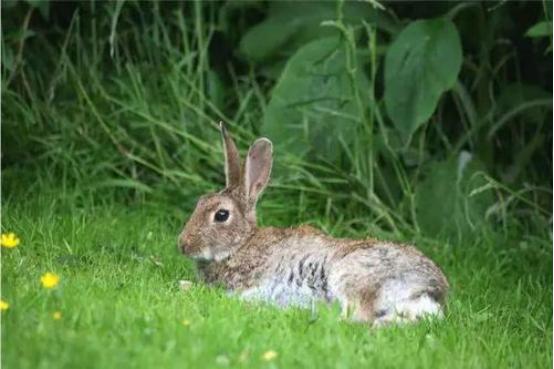农村为什么几乎没有野鸡和野兔了,为什么老人说野兔不能往家里带呢