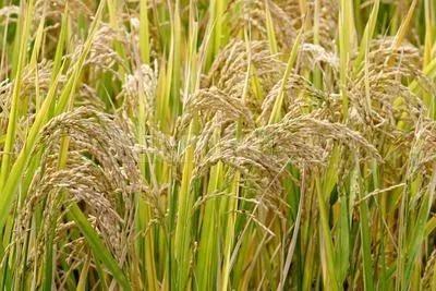 安阳县安丰乡东稻田,安丰乡东稻田