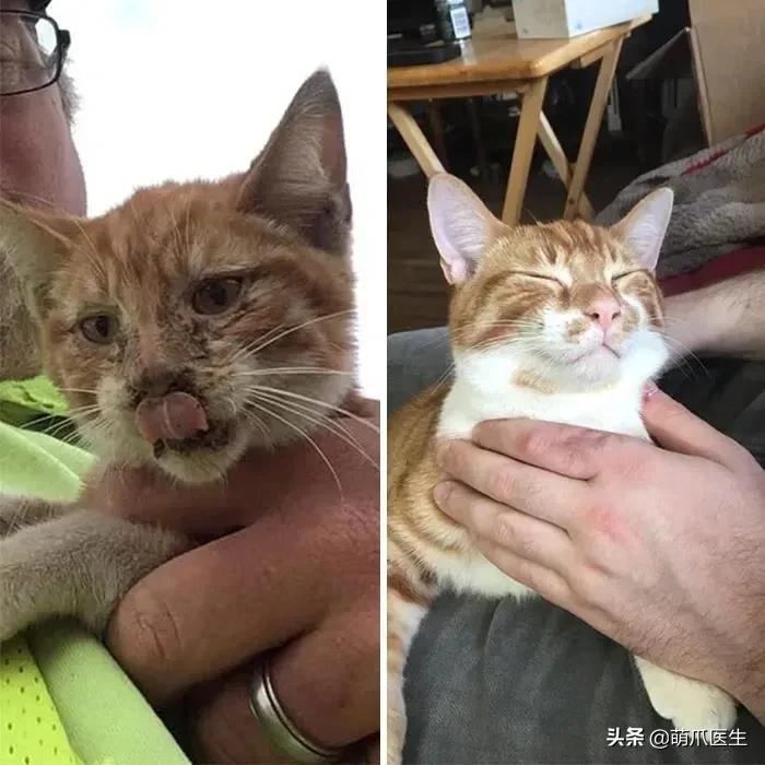 猫吃钢丝球视频,吃钢丝球的猫咪