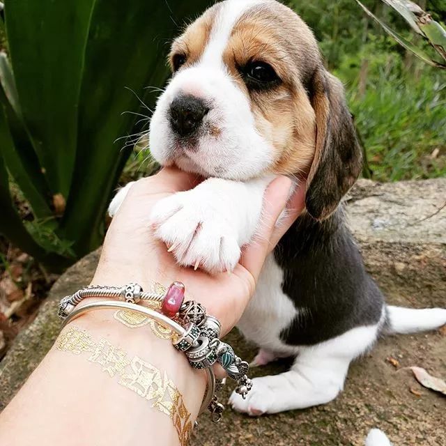 可爱呆萌的小奶狗视频,可爱可奶呆萌的小奶狗