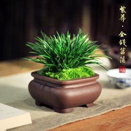 菖蒲水草需要多少k的灯,菖蒲水草泥