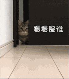 自从有了猫,自从有了猫慢慢变多余