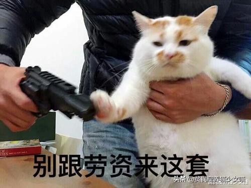 想要训练有效的基本原则,怎么训猫咪让它听话长记性