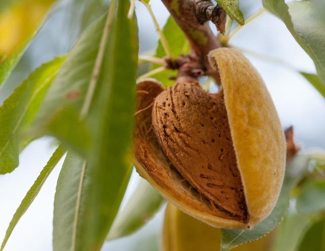 杏仁的药性主治和功效,杏仁中药药性和功效