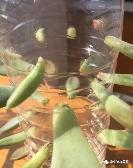 塑料瓶扔了就是扔钱！用来养花就是宝贝，看到了快捡！