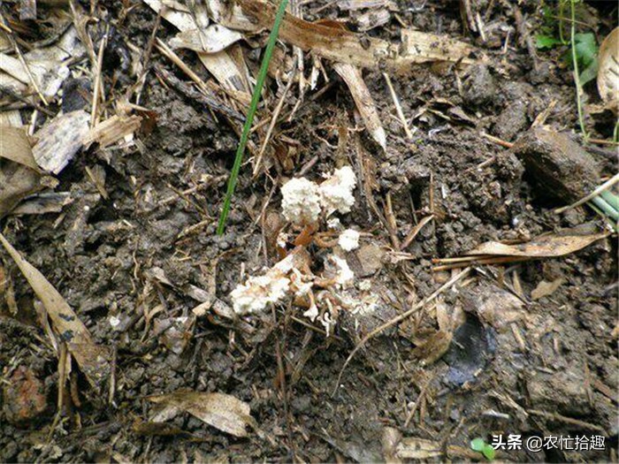 虫草放时间长不会有毒吧 (为什么说有的地方的虫草有毒)