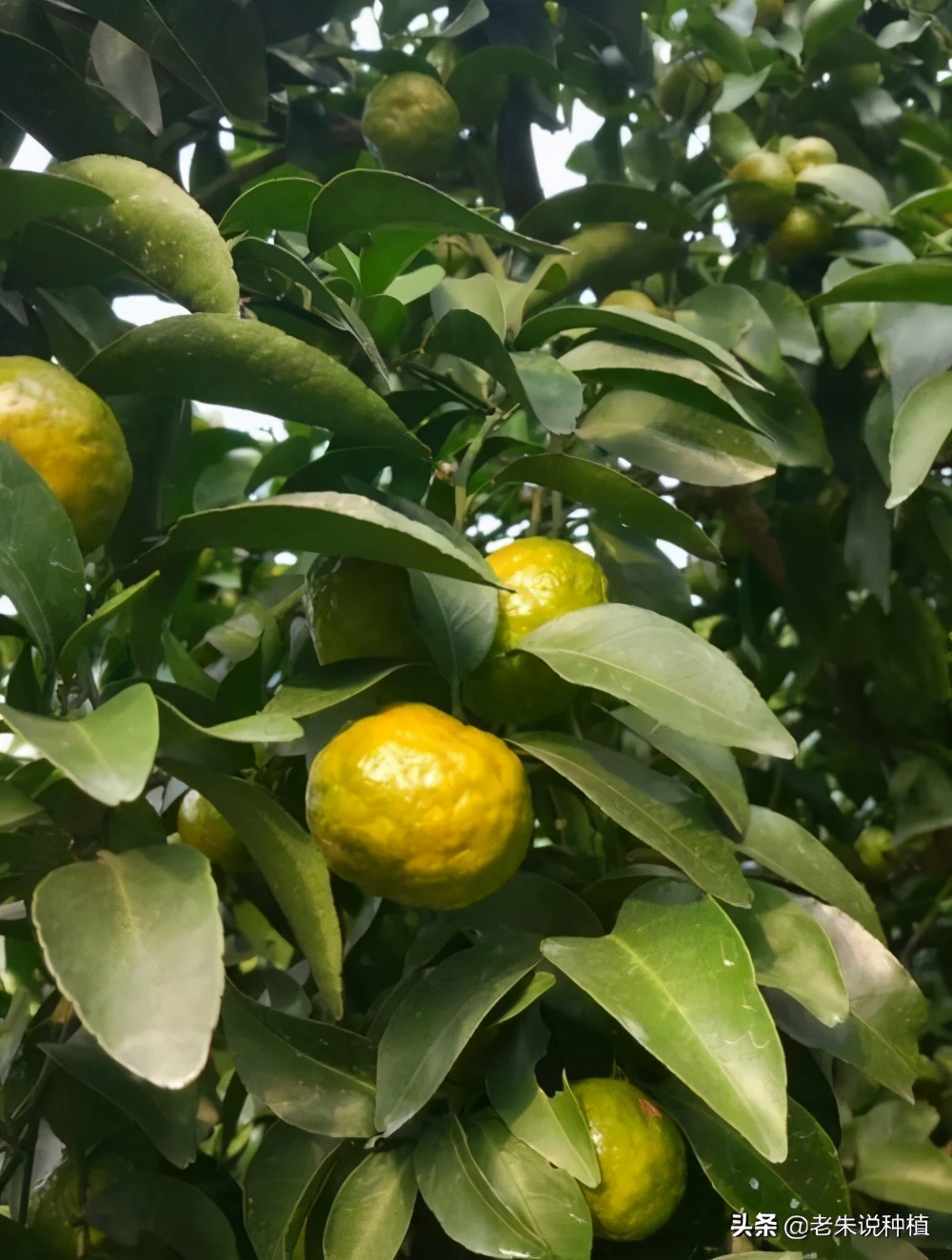 辛苦一年，柑橘不能让脸肿浮皮，一锅端