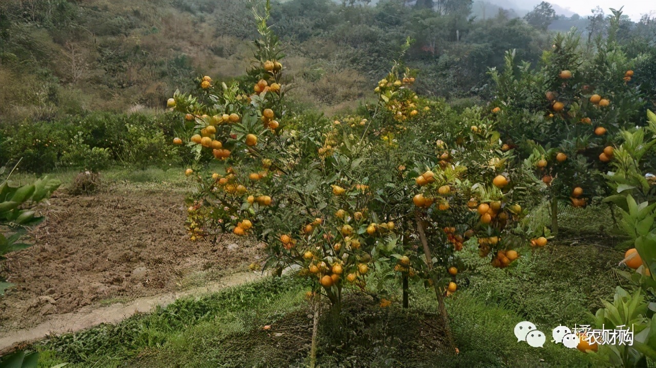 柑橘爱媛用什么肥能提早上市,脐橙爱媛